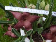 Thumbnail of 1783_Stapelia hirsuta_20141005_06-001.JPG